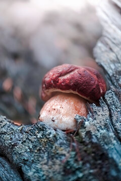 Thick boletus mushroom stands in stump.