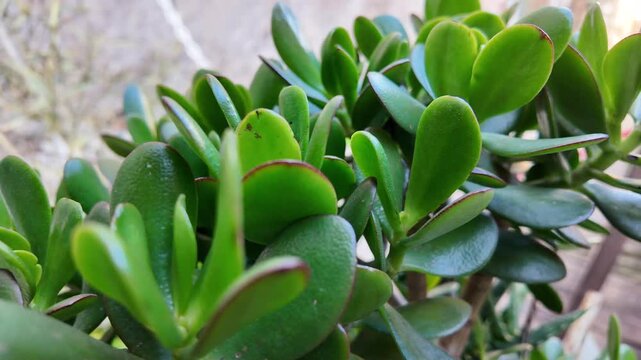 Slow motion macro of a green succulent plant showing geometric leaf patterns