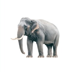 Fototapeta premium Majestic Asian elephant standing gracefully against a white backdrop showcasing its unique features and gentle demeanor