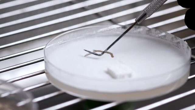 White fungal mycelium is carefully cut from agar surface in a Petri dish using a metal instrument. Square tissue fragment is separated during laboratory culture isolation procedure.