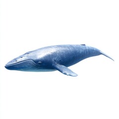 Fototapeta premium Majestic Blue Whale Swimming Gracefully in Deep Ocean Blue Waters Beneath Calm Surface
