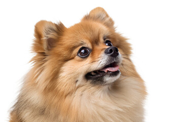 Obraz premium Cute Pomeranian Looking Up Close Up for Dog Food Ad