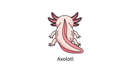 A cartoon illustration of a pink axolotl with visible gills