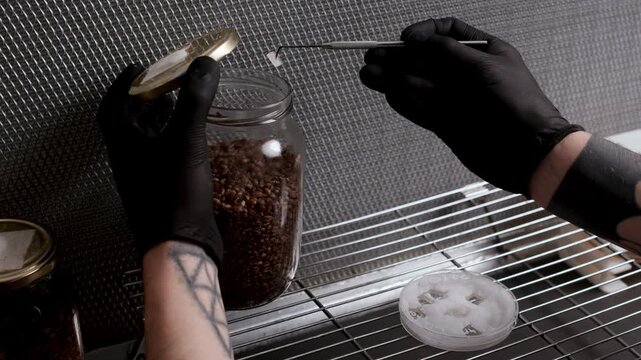 A sterile metal instrument transfers agar fragments with white mycelium into a grain jar under laminar airflow hood, demonstrating aseptic grain inoculation and fungal propagation in a biotech lab.