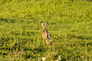 European hare running at high speed through a green grass field in Florest&oacute;polis Parana Brazil