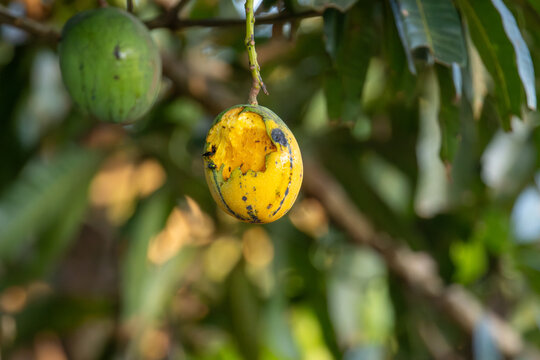 Ripe mango fruit hanging from a tree with bird damage in Florestopolis Parana Brazil
