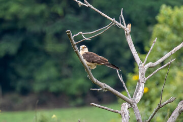 Fototapeta premium Close-up of a yellow-headed caracara perched on a dry branch in Nova Esperança do Sudoeste Brazil