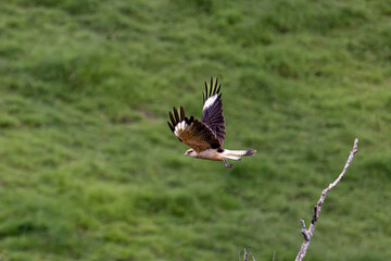 Obraz premium Yellow-headed caracara in flight over green pastures on a farm in Nova Esperanca do Sudoeste Brazil
