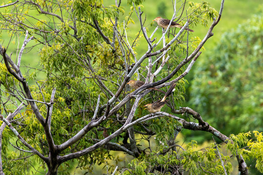 Group of guira cuckoos perched together in a tree in Nova Esperanca do Sudoeste Parana Brazil
