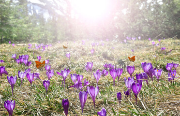 Obraz premium Purple crocus flowers blooming on mountain meadow in sunset light with orange butterflies and copy space