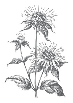 Bee balm flower engraving in detailed ink line art. Monarda bloom illustration in vintage botanical style.