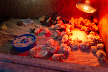 Newborn quail chicks under heat lamp in brooder box © Olha Semeniv