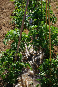 Vertical View of Watering Young Tomato Plants in Organic Garden