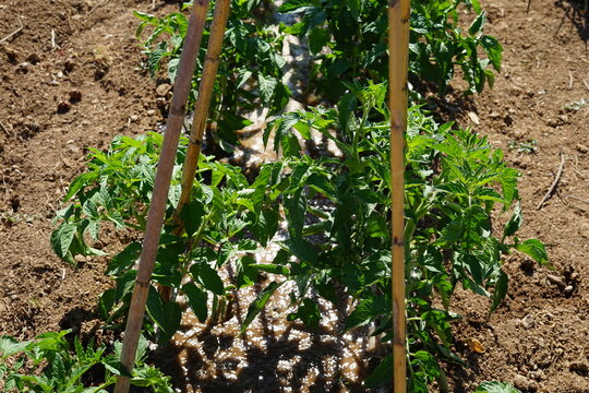 Watering Young Tomato Plants in Organic Vegetable Garden