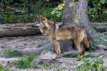 Naklejka premium European Grey Wolf, Canis lupus in a german park