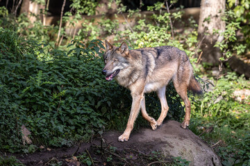 Obraz premium European Grey Wolf, Canis lupus in a german park