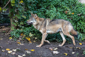European Grey Wolf, Canis lupus in a german park