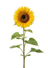 Obraz premium A single, vibrant yellow sunflower in full bloom, with dark brown disk florets and lush green leaves, standing tall against a transparent studio background with negative space and bright high-key