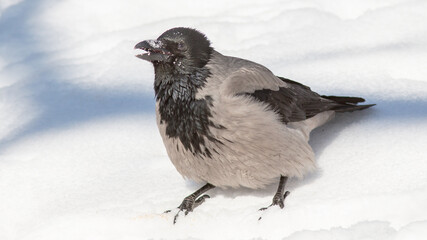 black and white © lazalnik