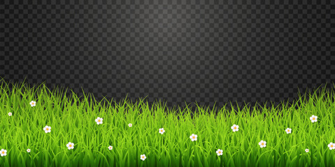 Green Grass Border with White Daisies Transparent PNG – Spring Meadow Vector Overlay © Leonid