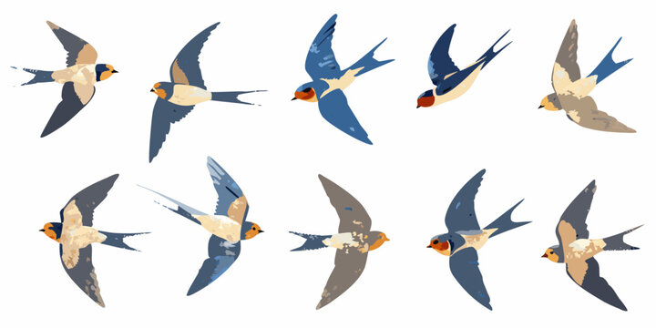 A collection of swallows in various flight poses depicted in a vector style