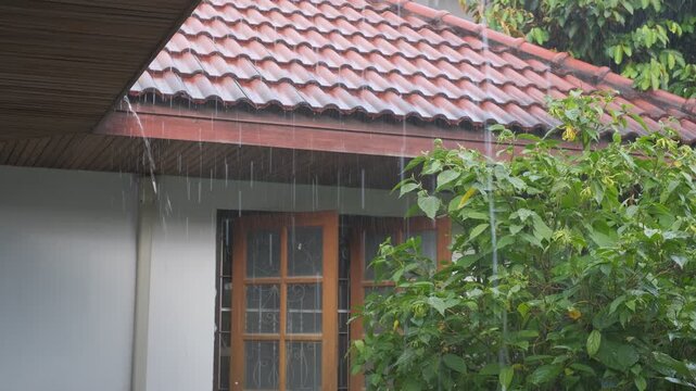A house with a red roof and a tree in front of it. The tree is wet from the rain