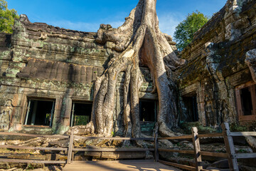 Famous Ta Prohm temple in Angkor with Silk Cotton tree (or Kapok tree) roots growing on the ruins, Siem Ream, Cambodia