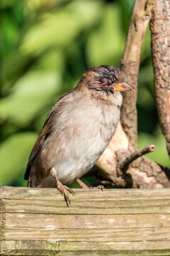 Close-up of a house sparrow (Passer domesticus) infected with avian pox, featuring symptoms like skin lesions, warts, though lack of garden bird hygiene, nature and wildlife stock photo image