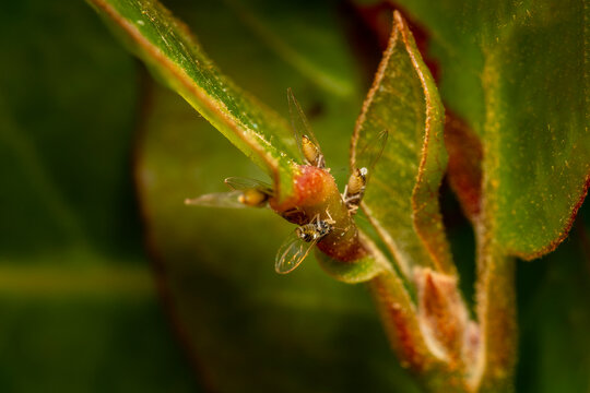 Macro close-up of Bay Sucker (Trioza alacris) psyllids commonly known as jumping plant lice, which causes leaf curl damage and nymphs on Laurus nobilis bay laurel trees, stock photo image