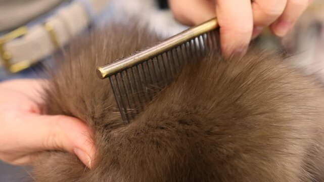 Iron comb straightens sable fur during handmade fur coat production showing animal pelt hairs and skin texture in detailed manual manufacturing process of fur garments