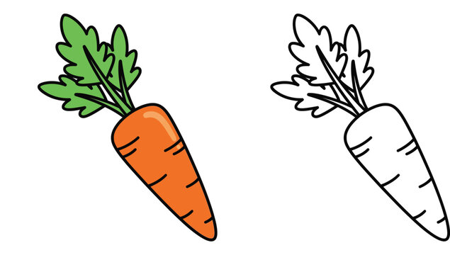 Cute cartoon carrot vector illustration set. Orange vegetable and black and white outline for coloring book page. Healthy food icon isolated on white background.