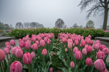 Pink tulips in a garden on a cloudy day with green leaves and trees tulip garden