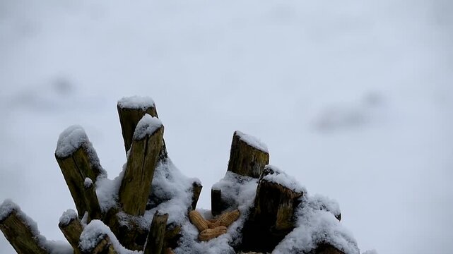 Eichelh&auml;her holt sich Erdn&uuml;sse im Schnee