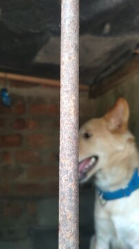Alert Dog Standing Behind Metal Bars Indoors	