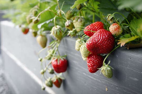 Strawberries growing in raised bed. Close-up view of fresh garden strawberry plant with red