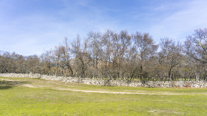 A serene landscape of a grassy field with a stone wall and trees under a blue sky