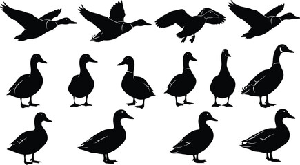 Duck silhouette illustration set, twelve black icons flying standing walking varied postures wildlife animal design, vector artwork, nature and biology theme, isolated background