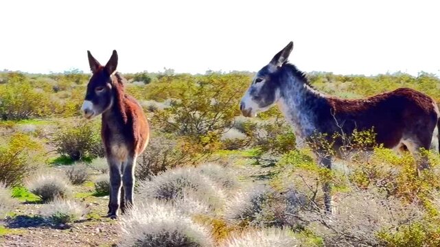 Burros en su habitat