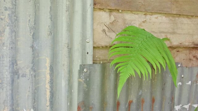 Green fern plant growing between wooden walls and zinc sheets of an old building