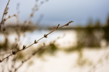 Winter Forest Covered with Snow