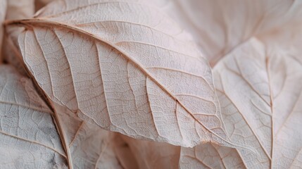 Delicate Leaves in Detail: A close-up view of dried leaves showcasing intricate patterns, textures, and subtle shades, bringing the beauty of nature's artistry into focus. 