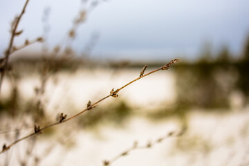 Winter Forest Covered with Snow