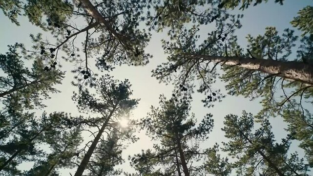 Looking straight up through a dense canopy of tall pine trees towards the bright sun filtering through the evergreen needles on a clear day.