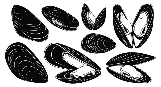 A collection of black and white mussel shells are displayed in various orientations some open and some closed