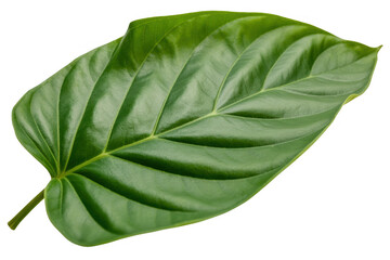 Obraz premium Large green leaf with prominent veins plant nature isolated on a transparent background