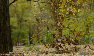 Withered dry leaves fly through the air in an autumn park