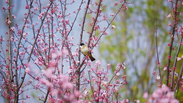 Bird Perched on Cherry Blossom Branches