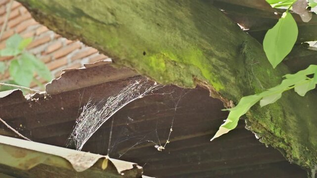 Detail of a fragile spider web hanging between building wood and old rusty zinc roof in an untidy area of a house.