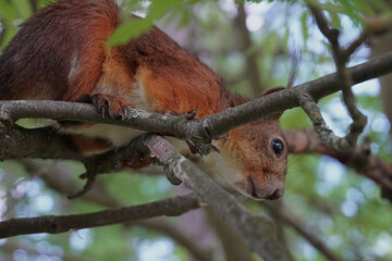 Wild red squirrel (sciurus vulgaris) moving along a tree branch in a green forest. Close-up view of a woodland mammal in its natural habitat during summer.