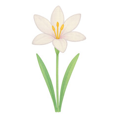 Obraz premium PNG Elegant white flower illustration.